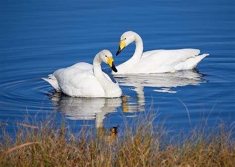 finland whooper swan